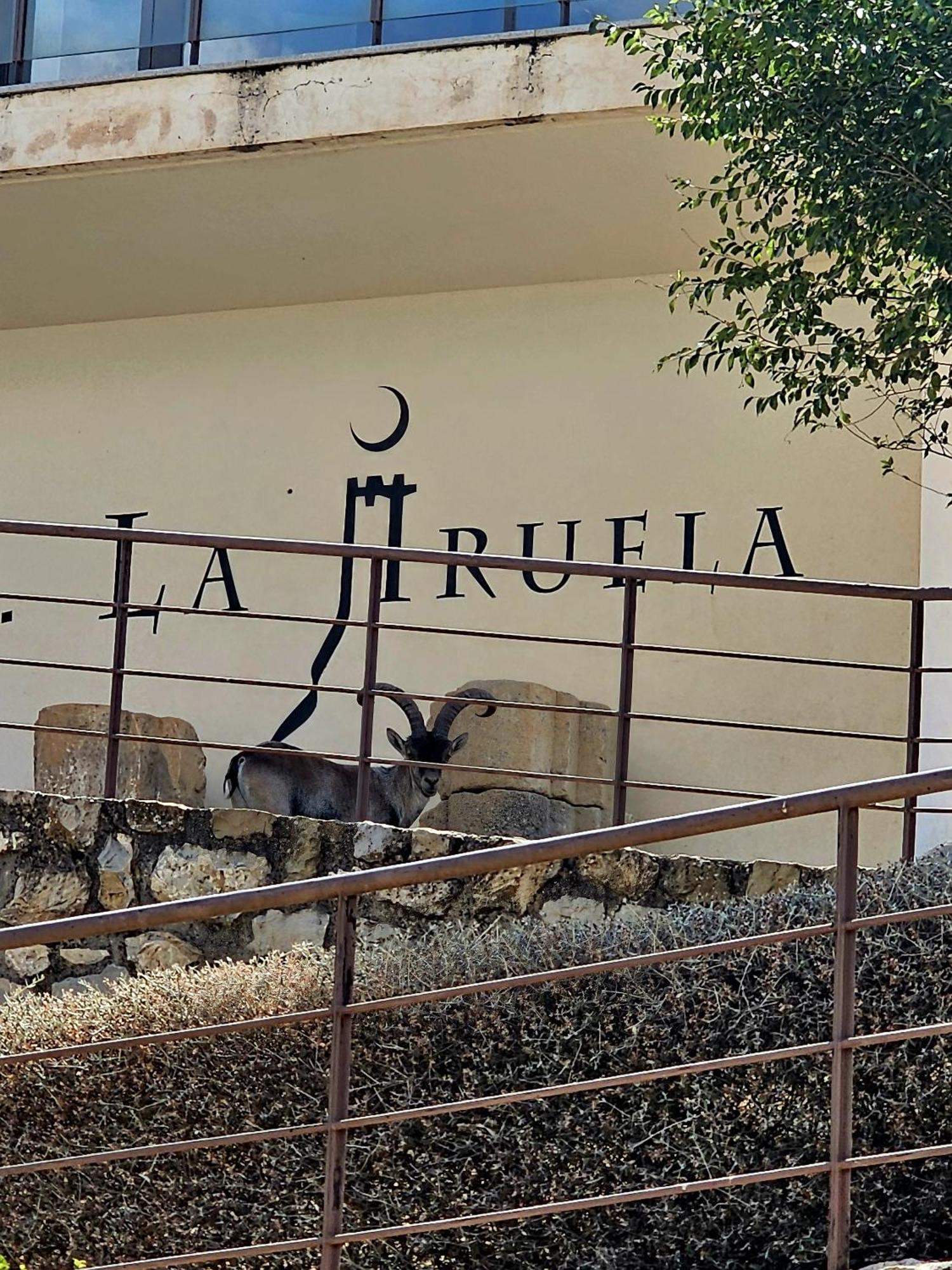 La Mocha Casa Rural La Casa De Ani Ла Ируела Екстериор снимка
