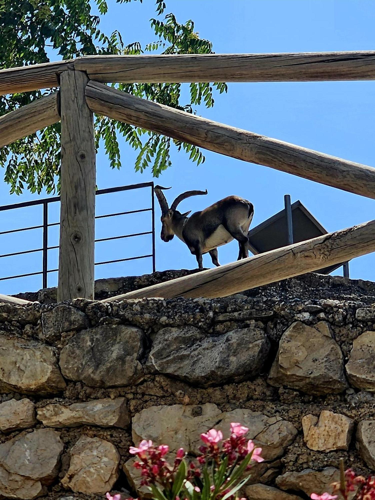La Mocha Casa Rural La Casa De Ani Ла Ируела Екстериор снимка